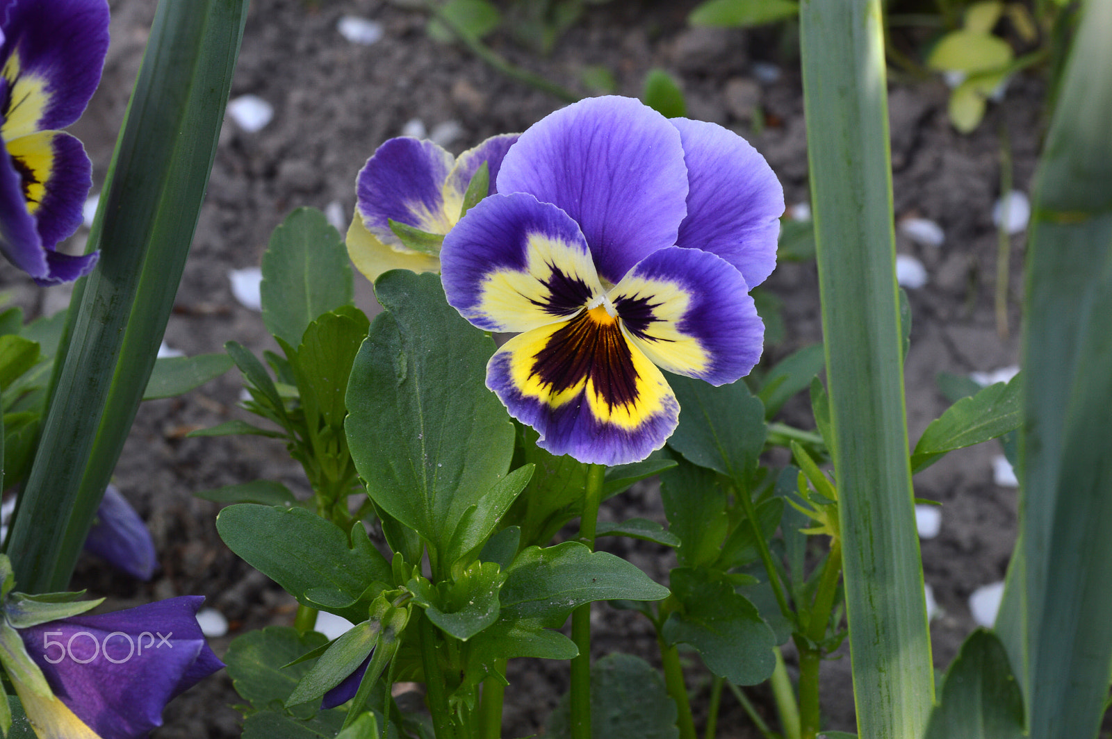 Nikon D3200 + AF Nikkor 28mm f/2.8 sample photo. Lovely flower :) photography