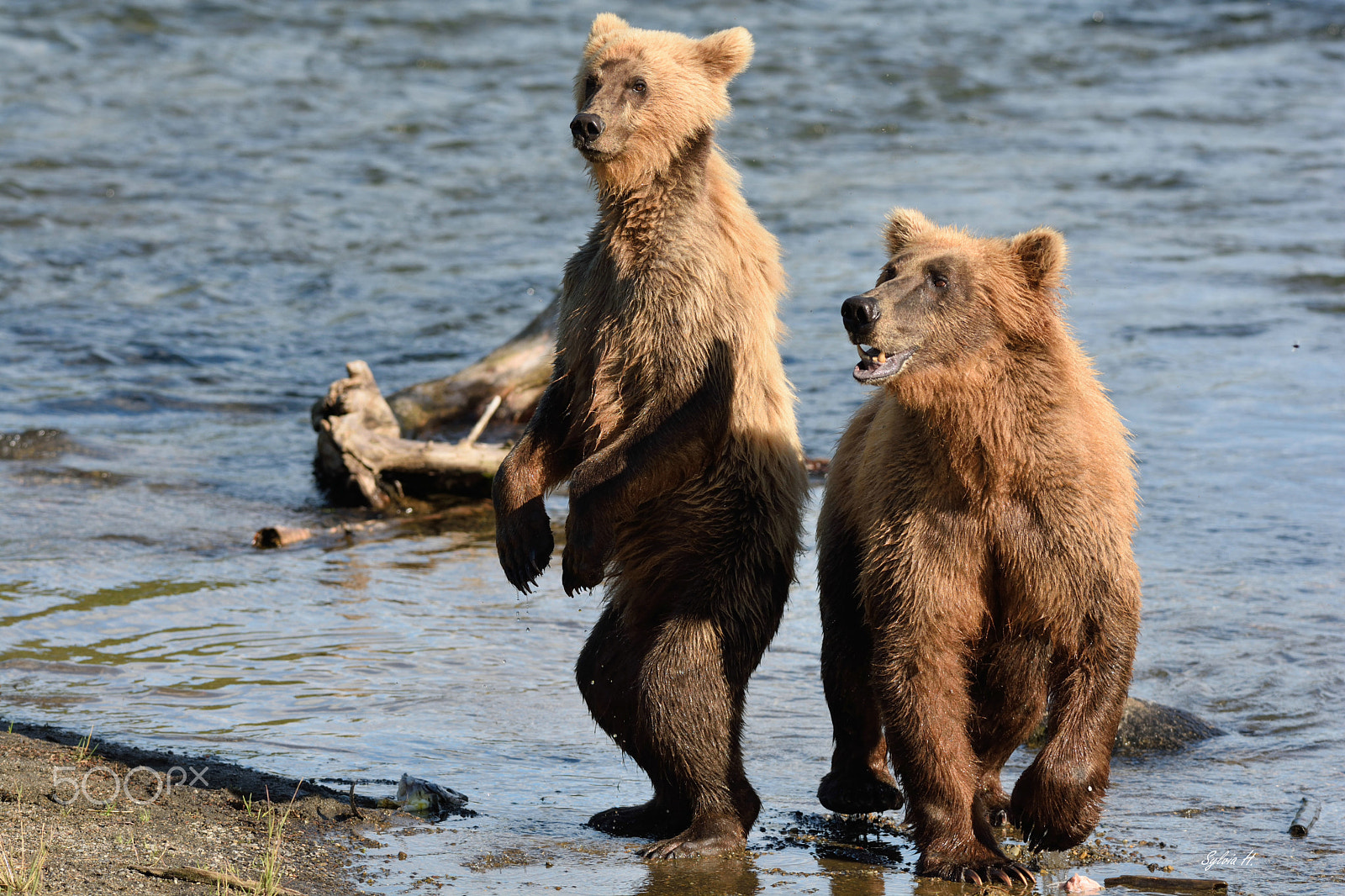 Nikon AF-S Nikkor 300mm F2.8G ED-IF VR sample photo. Mom and cub photography
