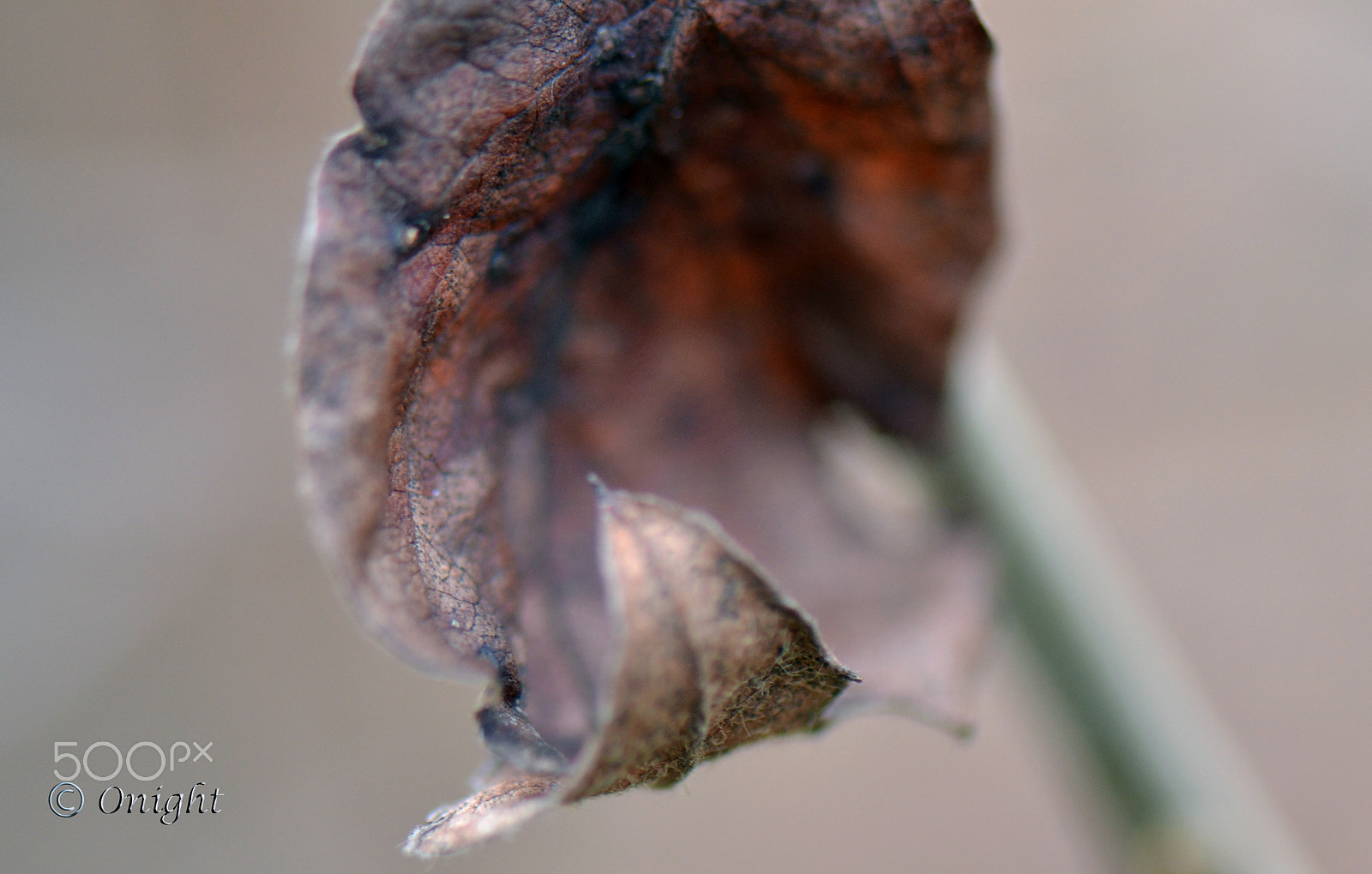 Nikon D5100 + Nikon AF Nikkor 85mm F1.8D sample photo. Last leaf photography