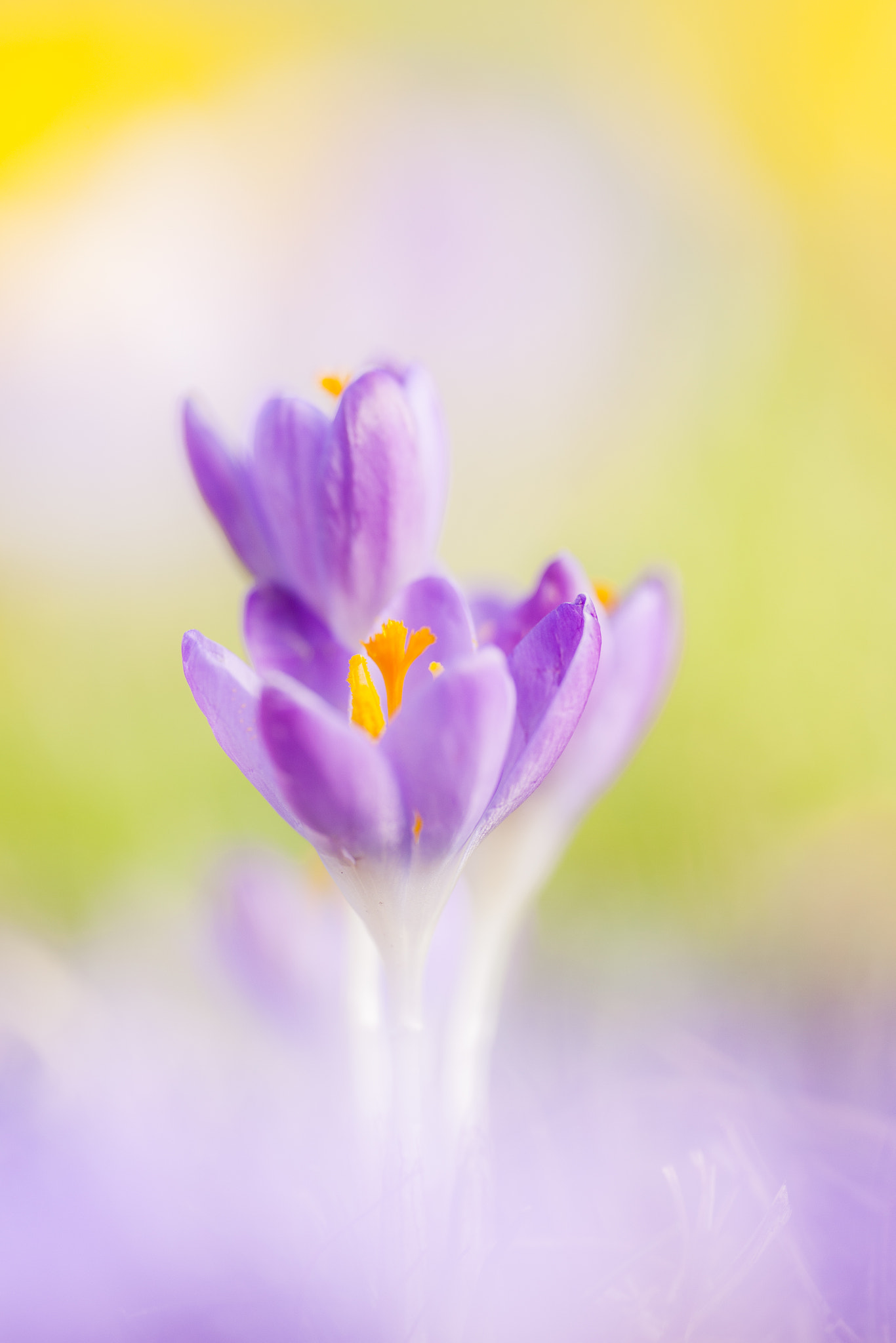 Sigma APO Macro 180mm F2.8 EX DG OS HSM sample photo. Colorful photography