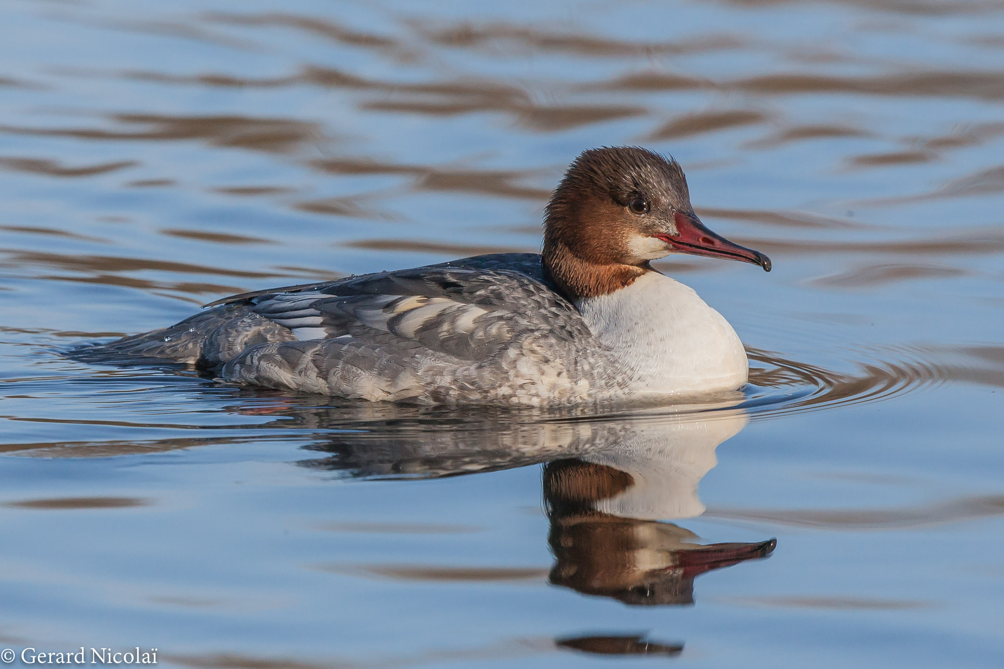 Canon EF 300mm F2.8L IS USM sample photo. Female goosander photography