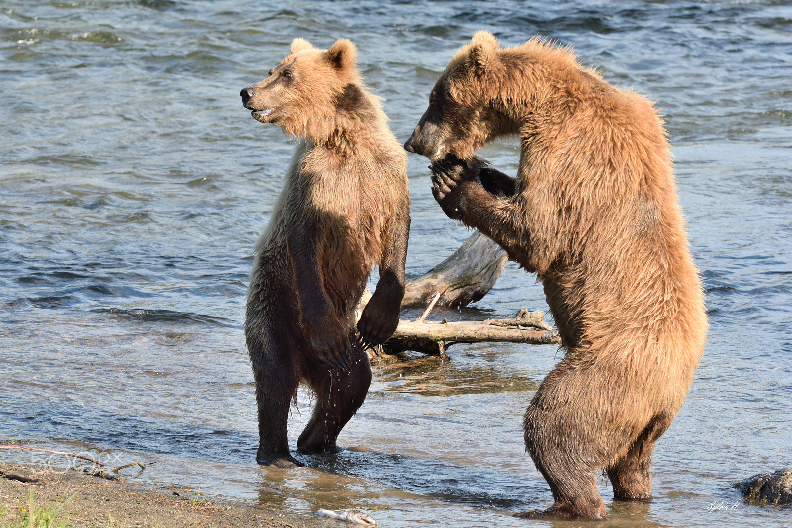 Nikon AF-S Nikkor 300mm F2.8G ED-IF VR sample photo. A little chat at the riverbank photography