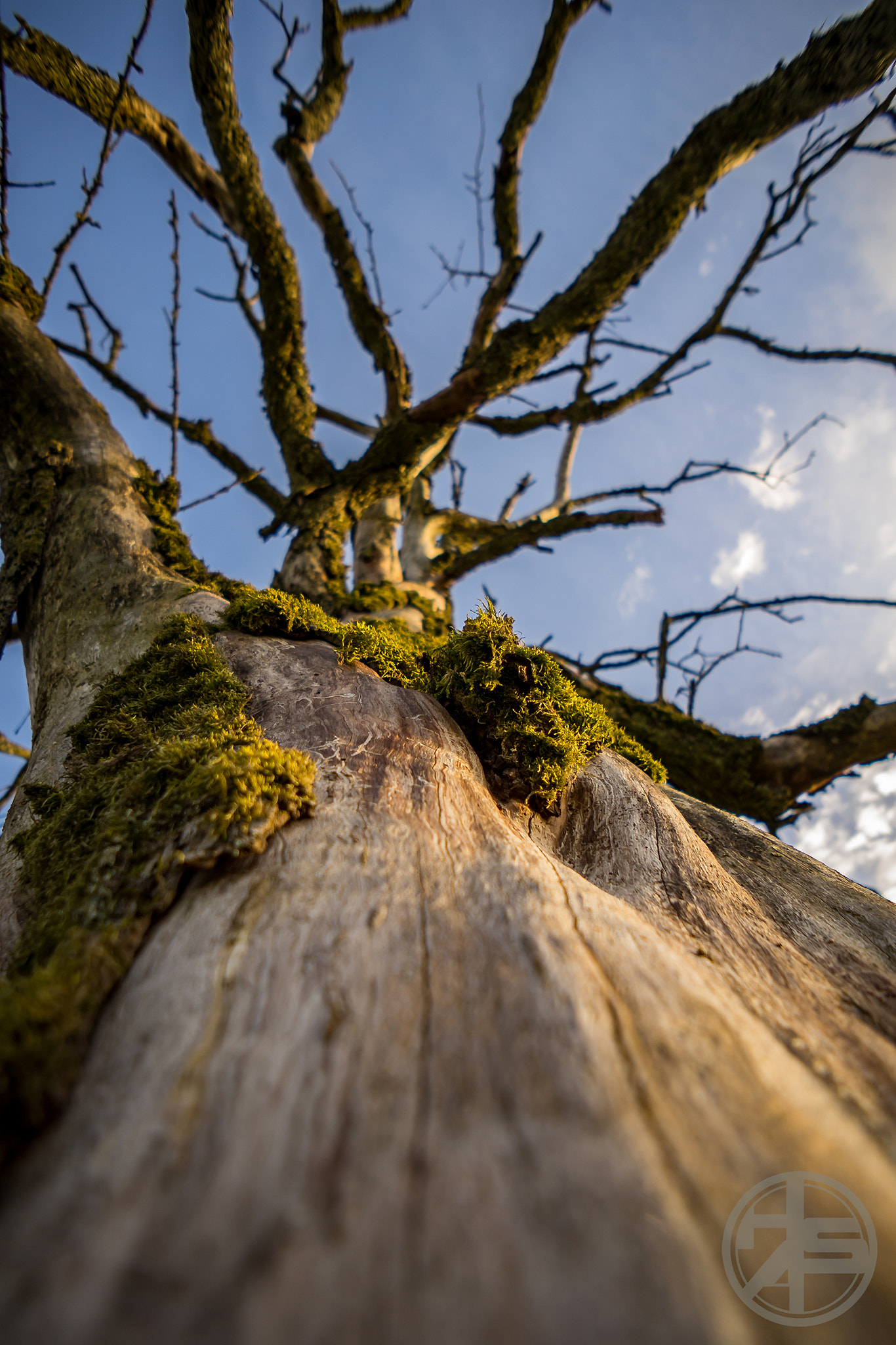 Sony a7 II + Sony E 16mm F2.8 sample photo. Up in the sky photography