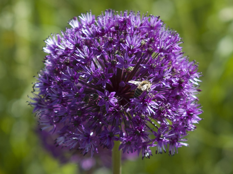 Nikon D70s + AF Zoom-Nikkor 35-135mm f/3.5-4.5 N sample photo. Onionflower photography