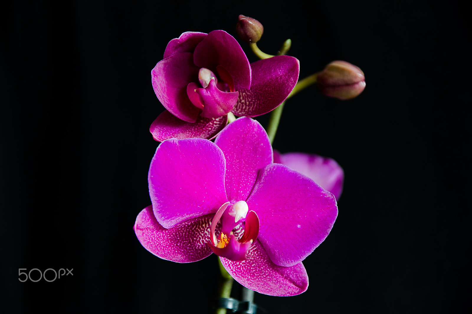 Sigma 17-70mm F2.8-4 DC Macro OS HSM | C sample photo. Orchid2 photography