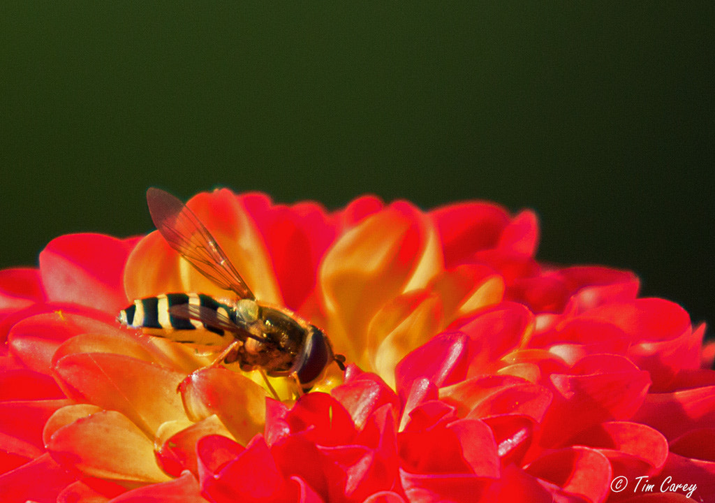 Canon EOS 70D + Canon EF 70-200mm F2.8L USM sample photo. Hoverfly photography