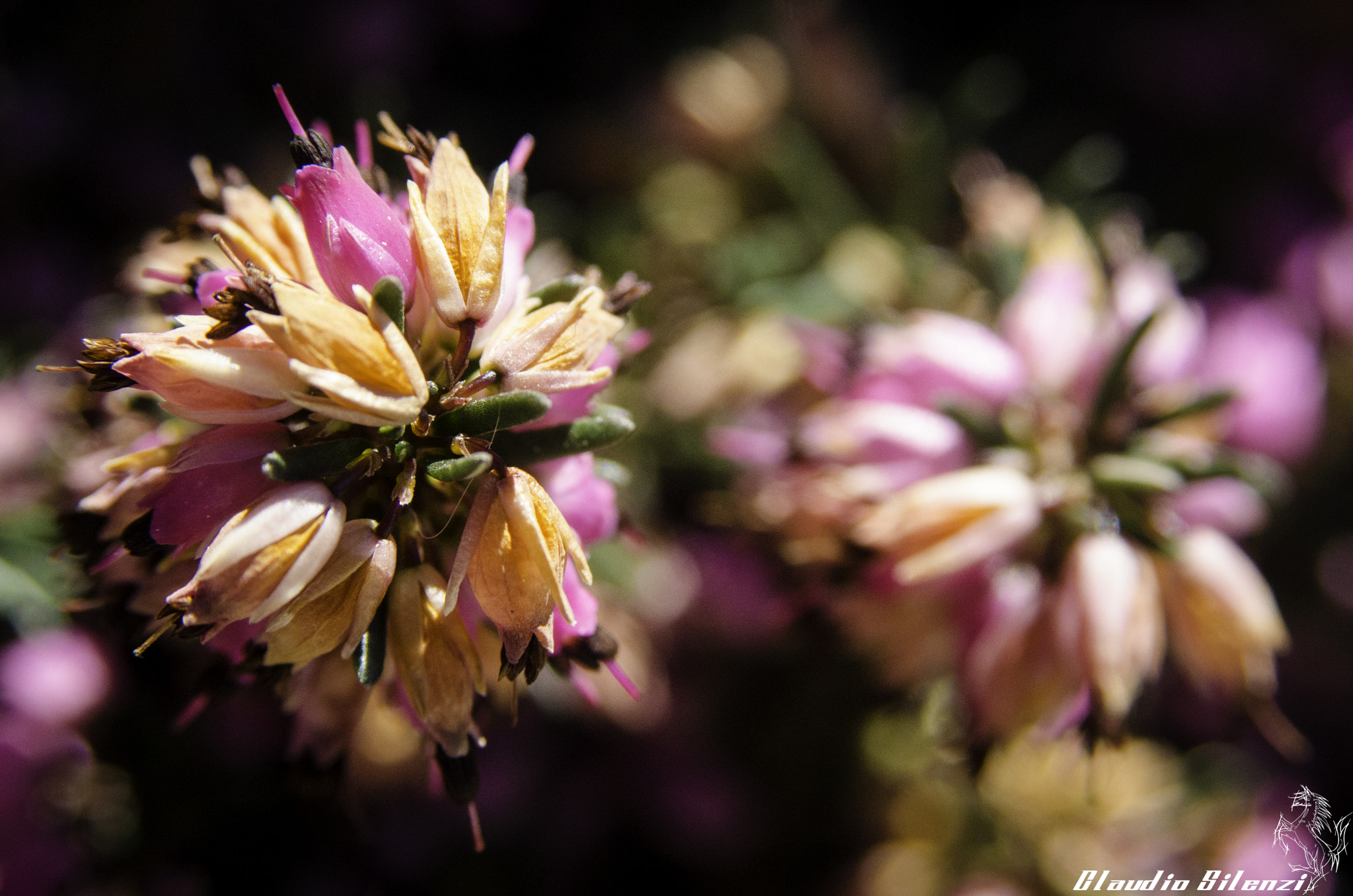 AF Zoom-Nikkor 28-105mm f/3.5-4.5D IF sample photo. Biocannon photography