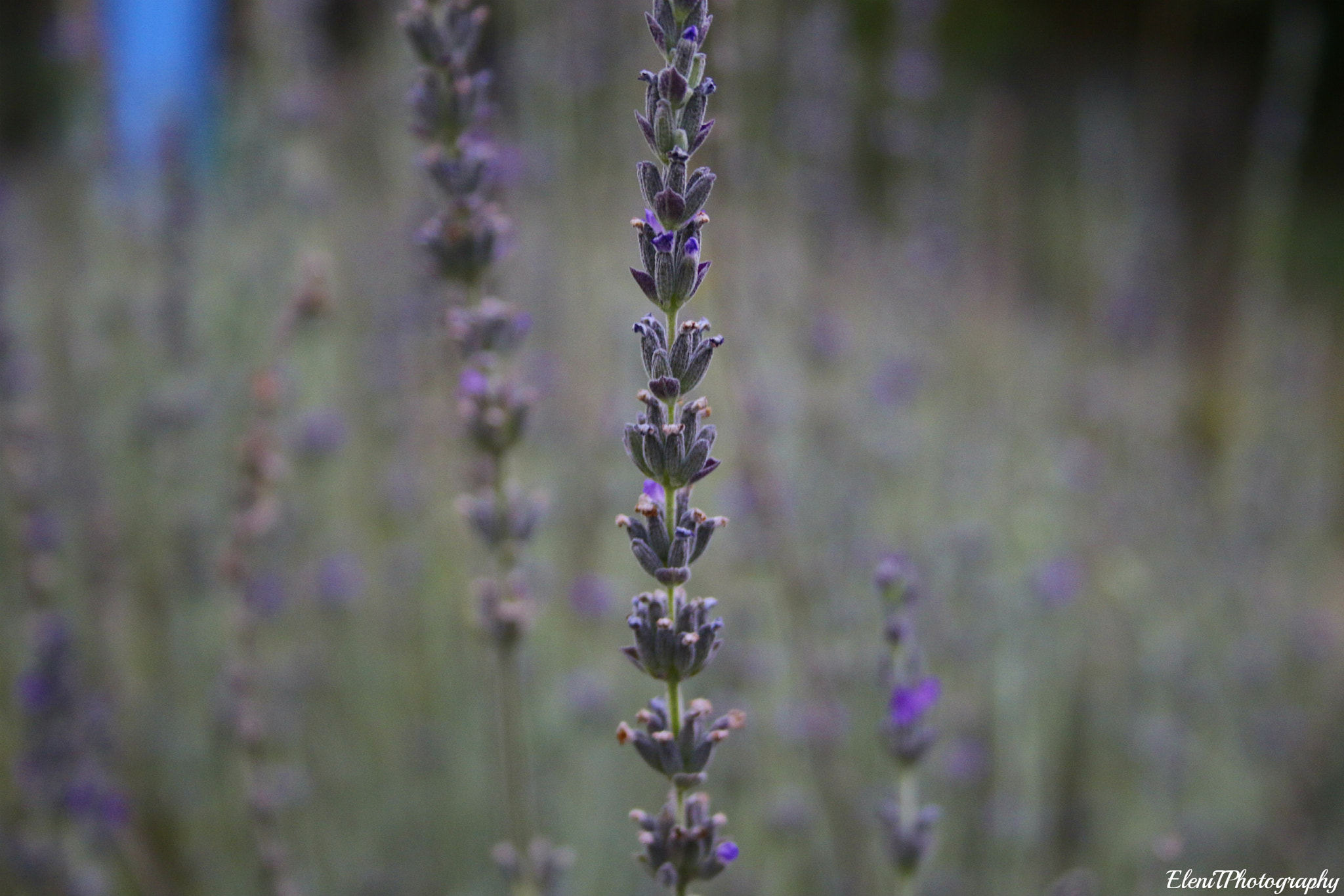 Canon EF-S 18-55mm F3.5-5.6 sample photo. Fields of lavender photography