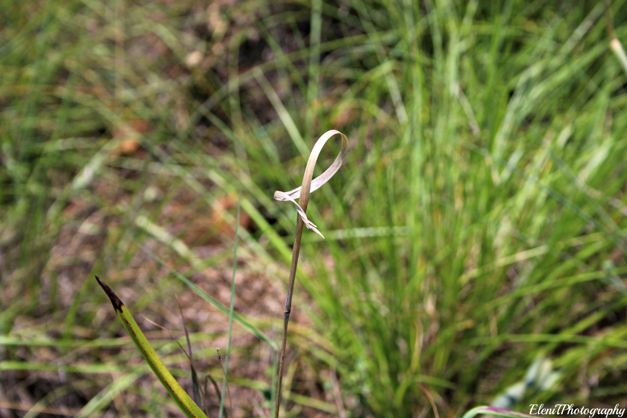 Canon EF-S 18-55mm F3.5-5.6 sample photo. Nature at it's best photography