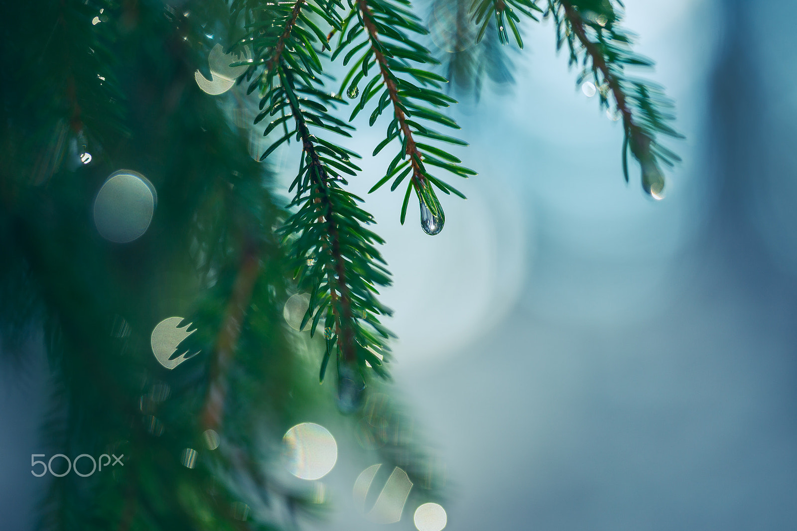 Sigma 150mm f/2.8 EX DG OS HSM APO Macro sample photo. Green pine branch with little drop of water photography