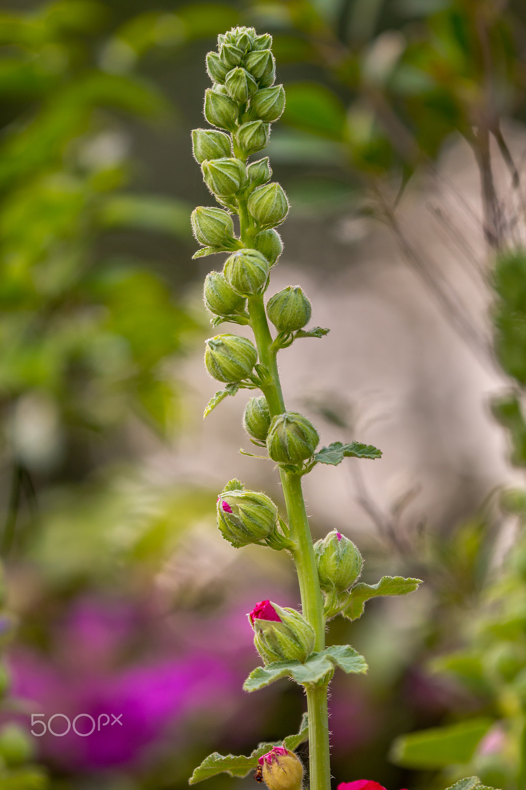 Canon EF 180mm F3.5L Macro USM sample photo. Hollyhock flower buds. photography