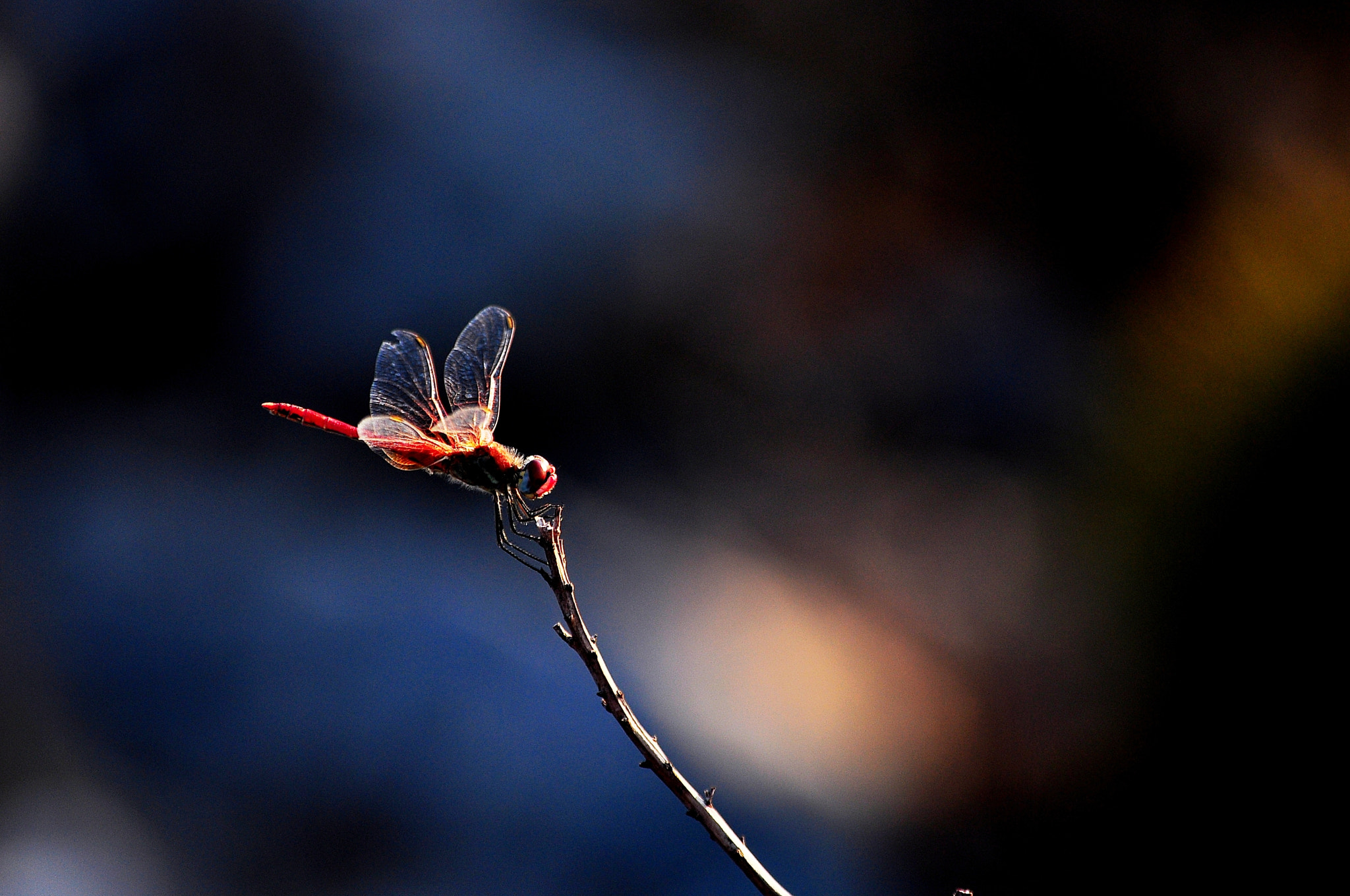 Nikon D90 + Sigma 70-300mm F4-5.6 APO Macro Super II sample photo. Dragonfly photography