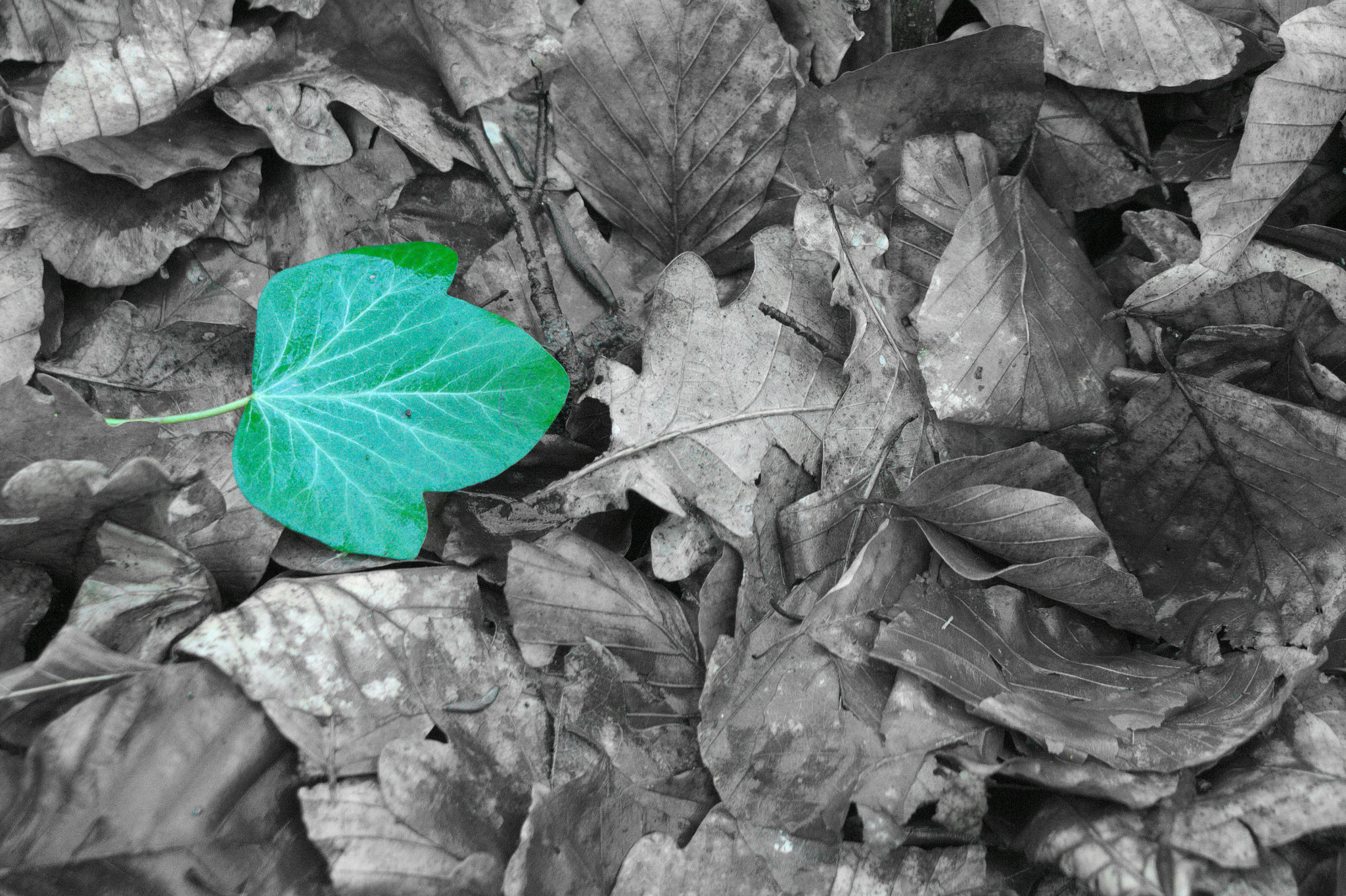Sony SLT-A33 + Sony DT 18-70mm F3.5-5.6 sample photo. One green leaf on dead leafs photography