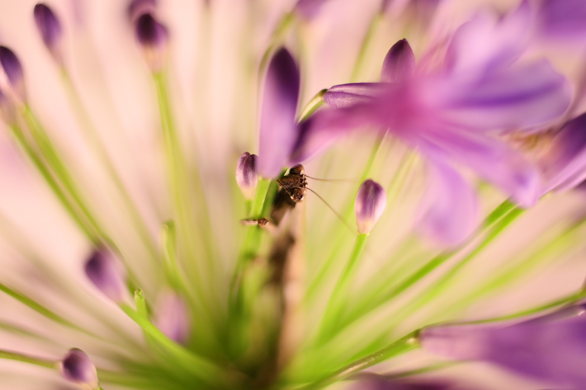 Canon EF 50mm F2.5 Macro sample photo. Pretend i'm not here photography