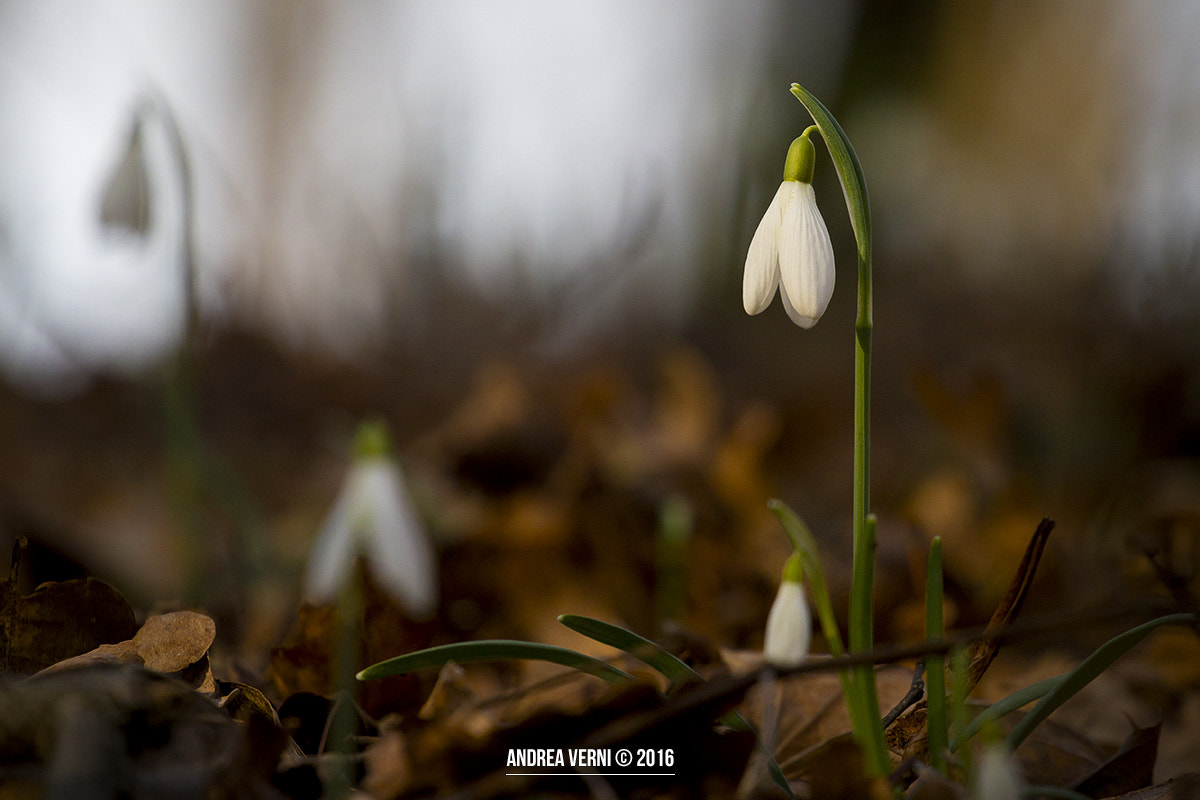 Canon EF 70-200mm F4L USM sample photo. Snowdrop photography