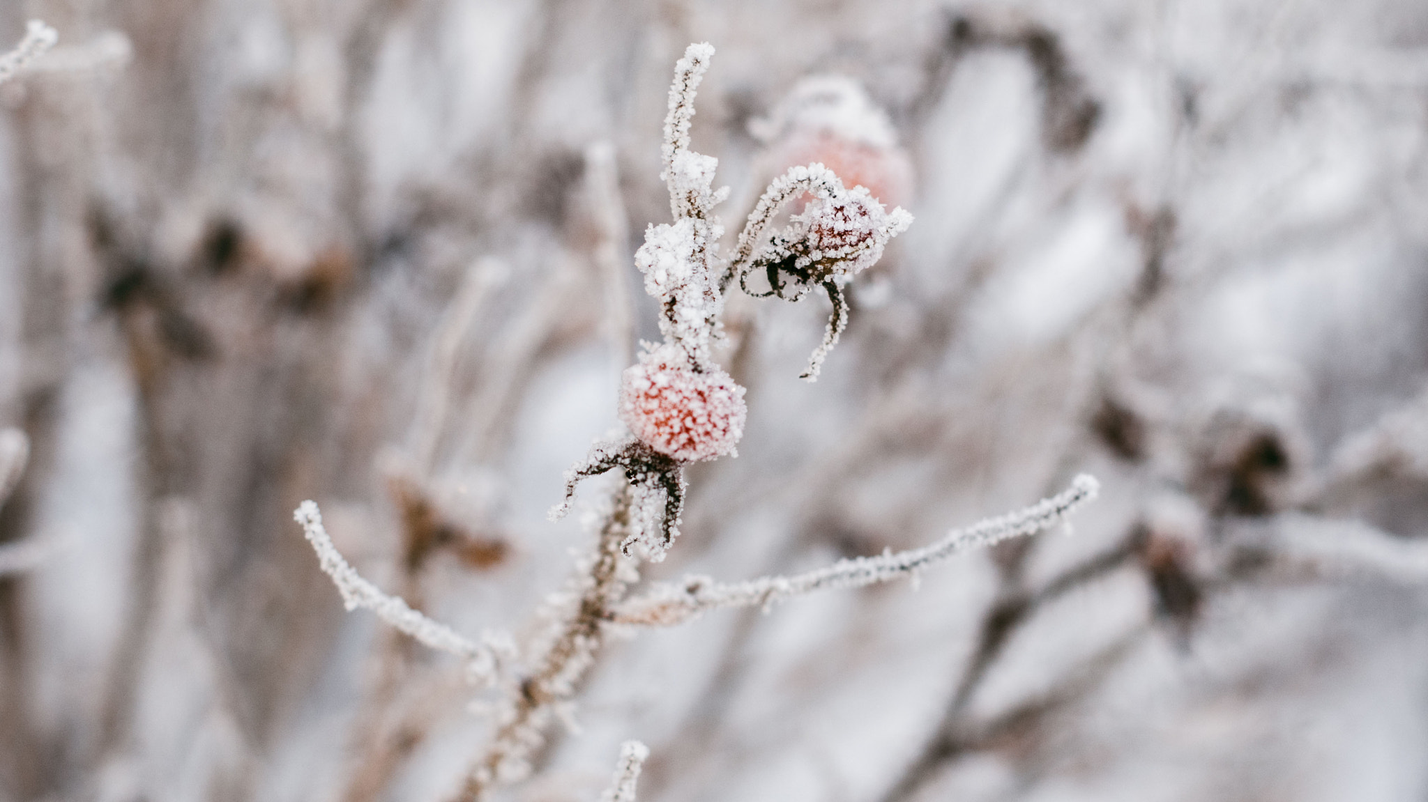 Sony Alpha DSLR-A230 + Sony DT 50mm F1.8 SAM sample photo. Berries photography