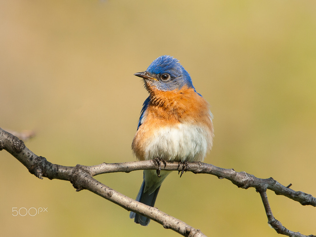 Canon EOS 40D + Canon EF 500mm F4L IS USM sample photo. Bluebird photography