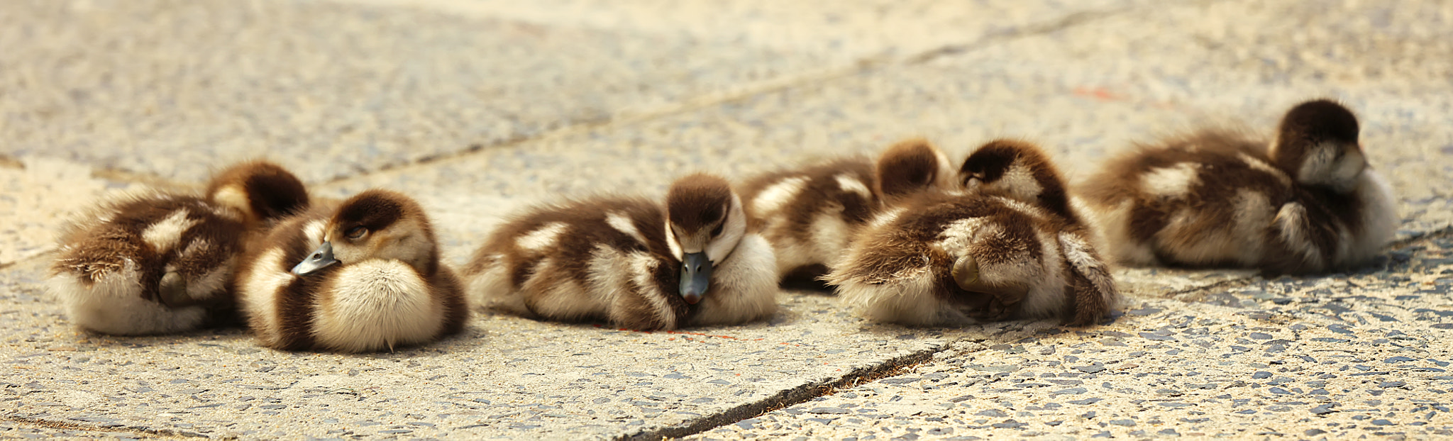 Canon EF 100-400mm F4.5-5.6L IS USM sample photo. Sitting goslings photography