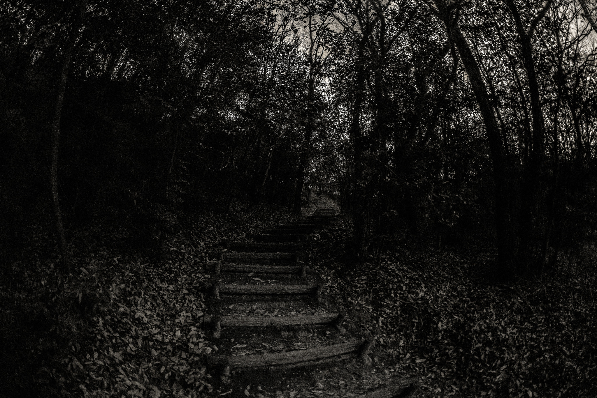 Nikon D610 + Sigma 15mm F2.8 EX DG Diagonal Fisheye sample photo. Ladder photography