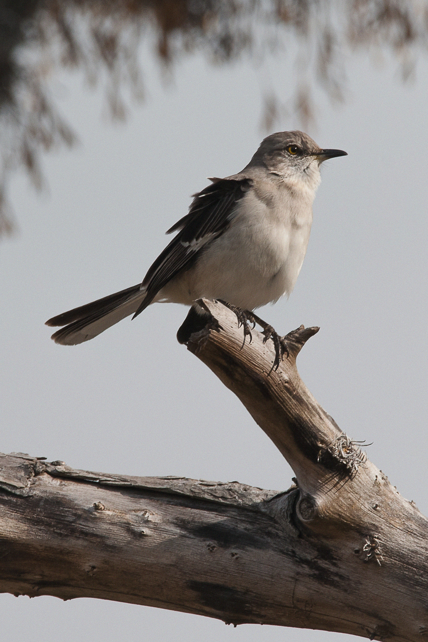 Sigma 150-600mm F5-6.3 DG OS HSM | C sample photo. Sparrow photography