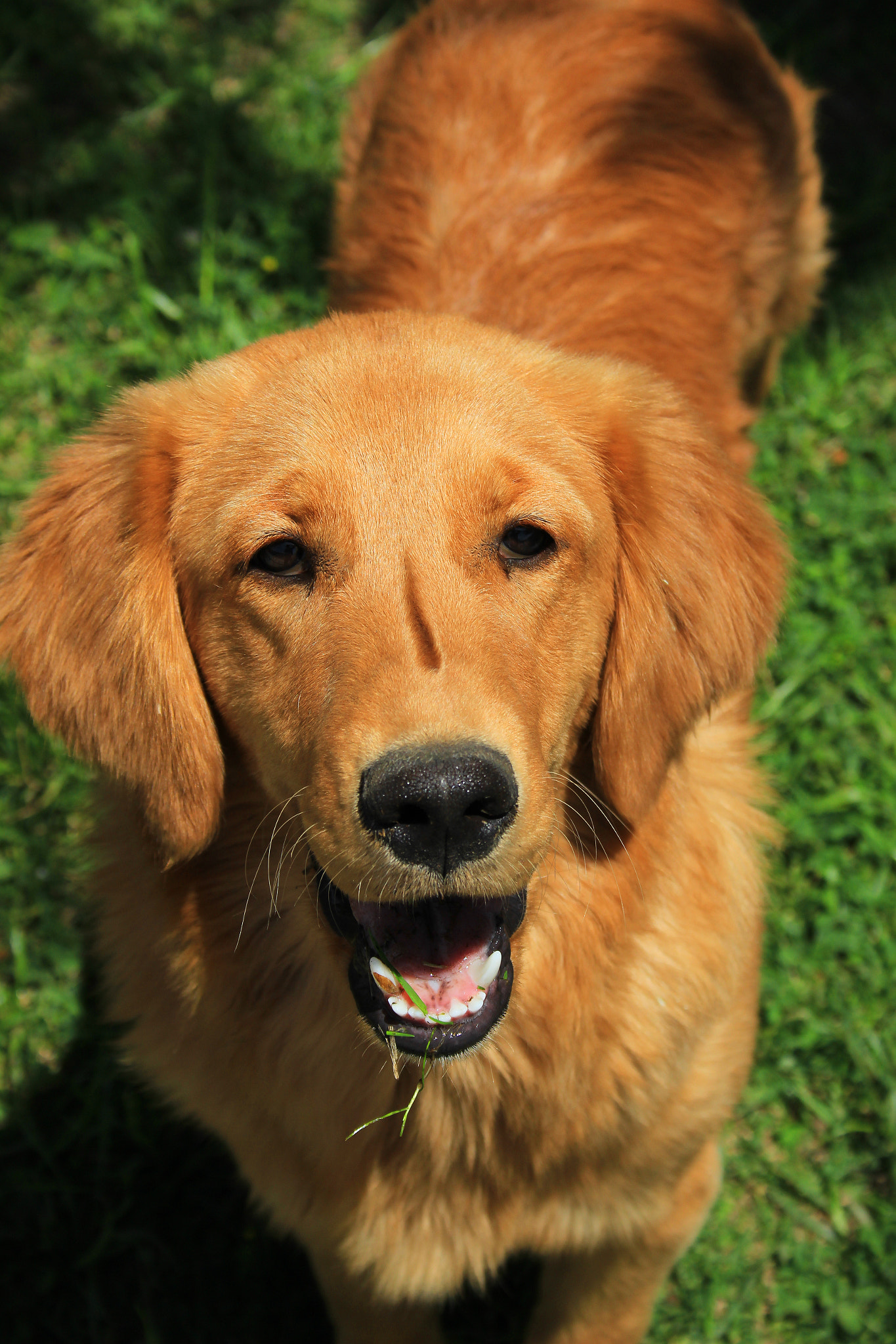Canon EF-S 18-55mm F3.5-5.6 sample photo. Brown dog in a park photography