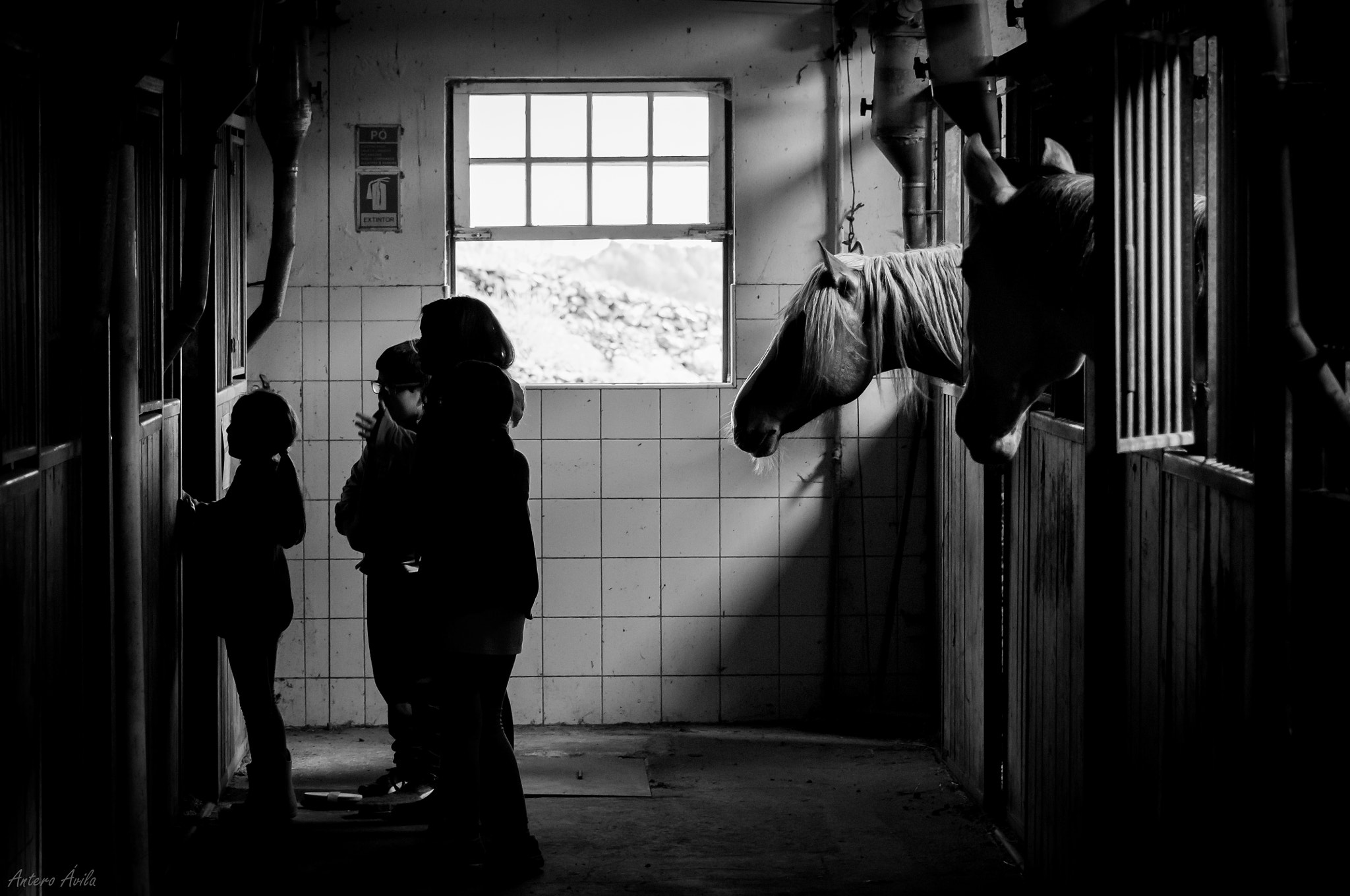 Nikon D2Xs sample photo. Horses, kids and light photography
