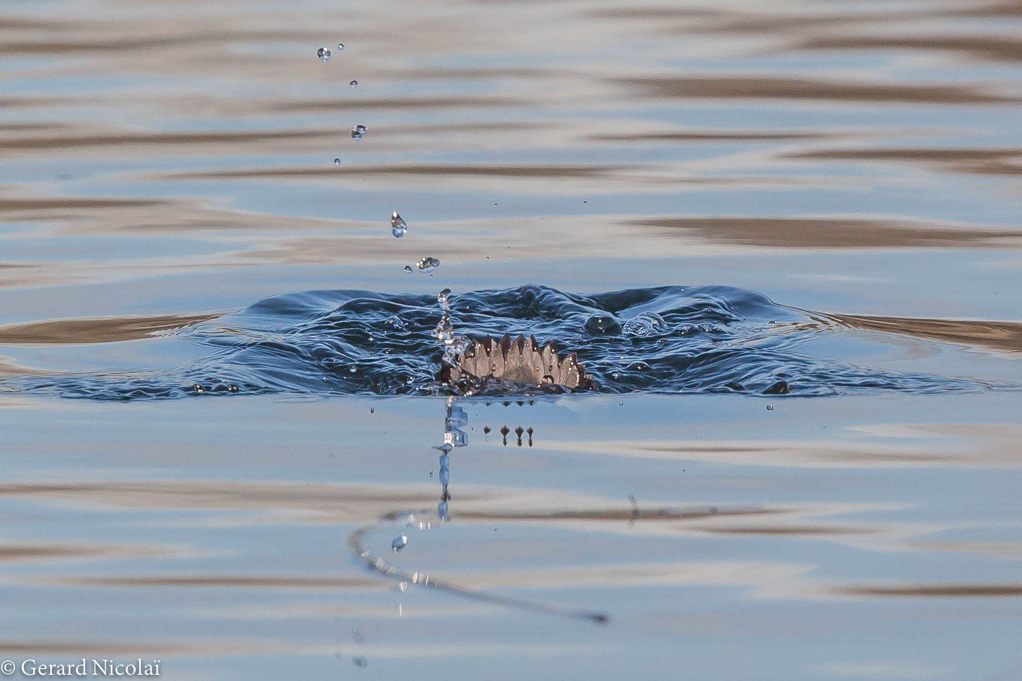 Canon EF 300mm F2.8L IS USM sample photo. Diving goosander photography
