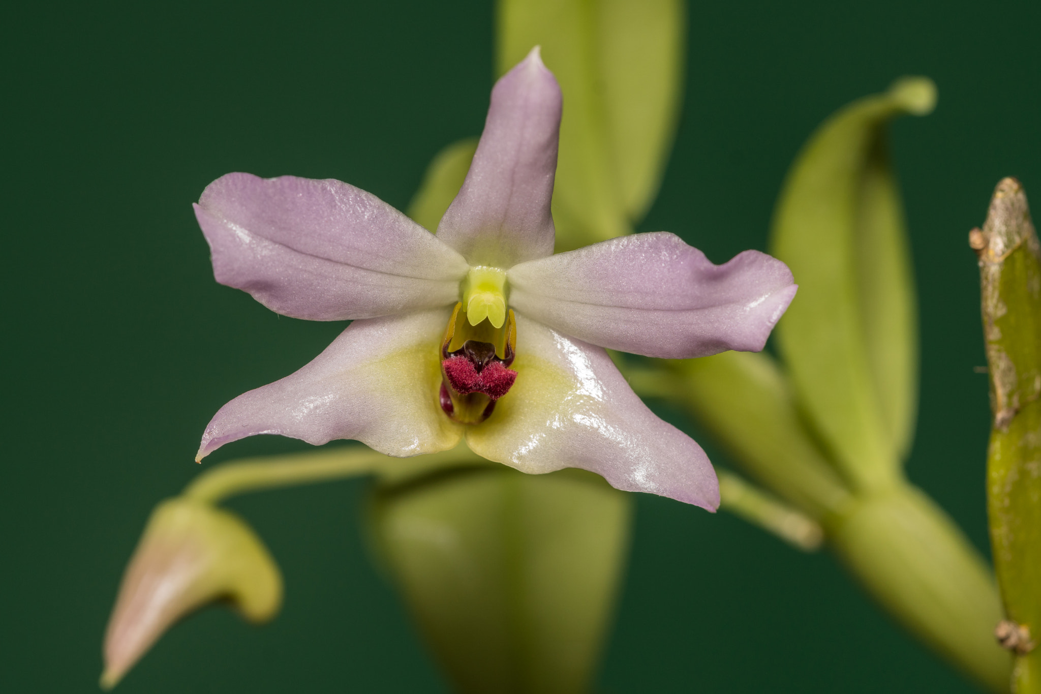 Sony ILCA-77M2 + 90mm F2.8 Macro SSM sample photo. Dsc04432-2.jpg photography