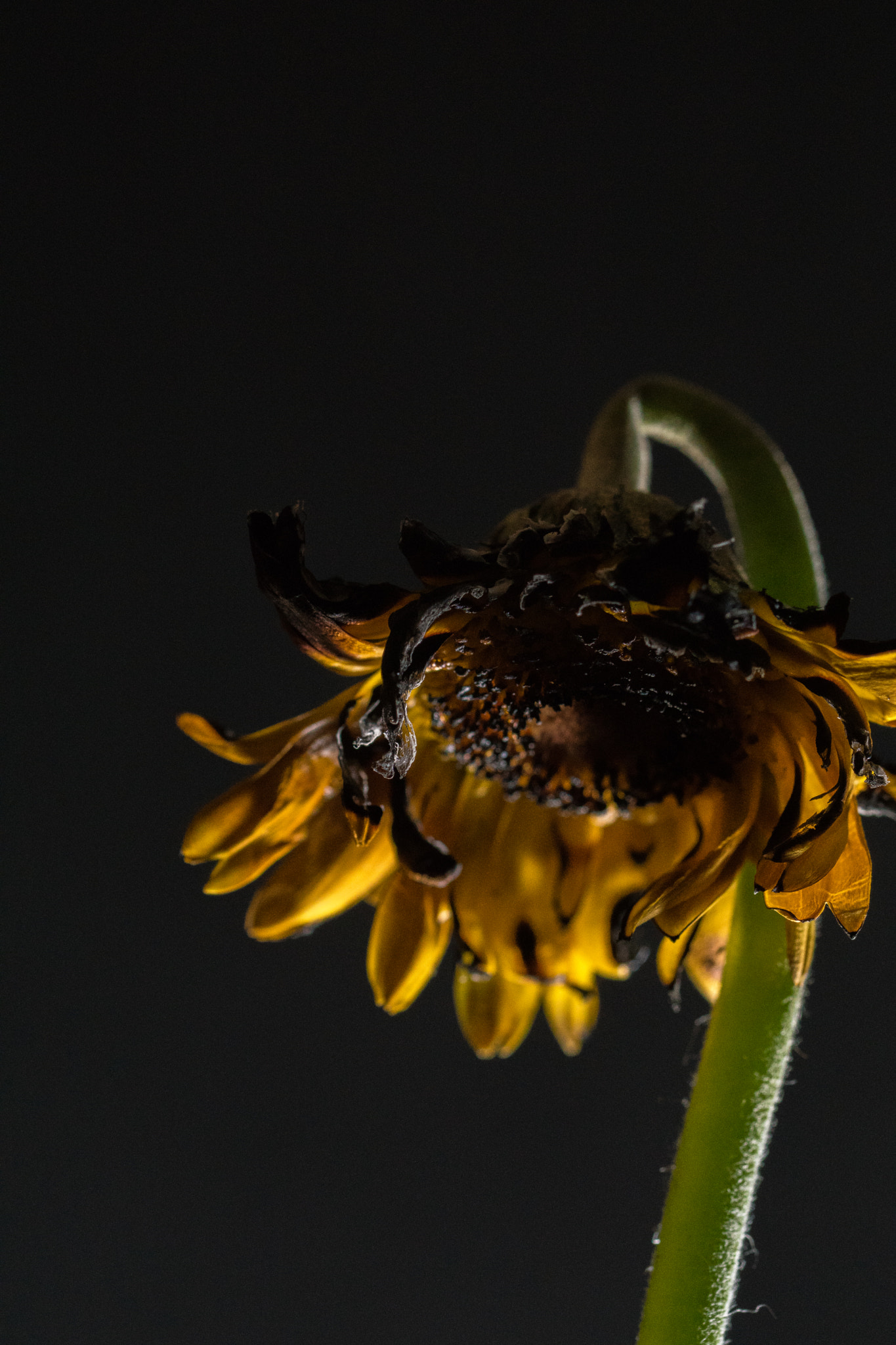 Sony ILCA-77M2 + 90mm F2.8 Macro SSM sample photo. Dsc02195.jpg photography