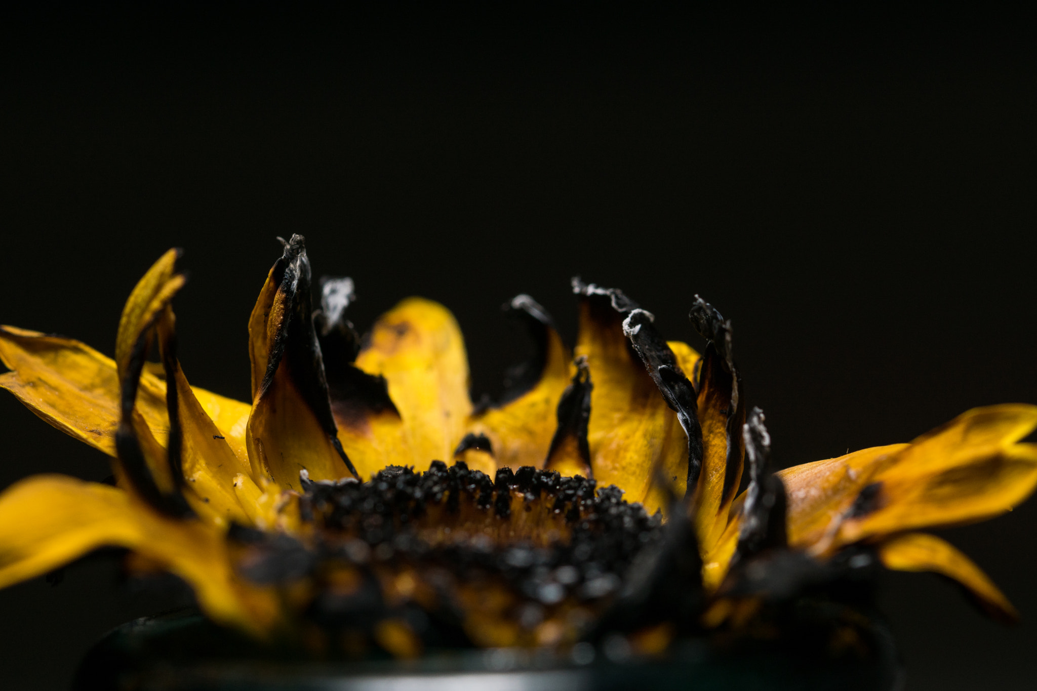 Sony ILCA-77M2 + 90mm F2.8 Macro SSM sample photo. Dsc02560.jpg photography