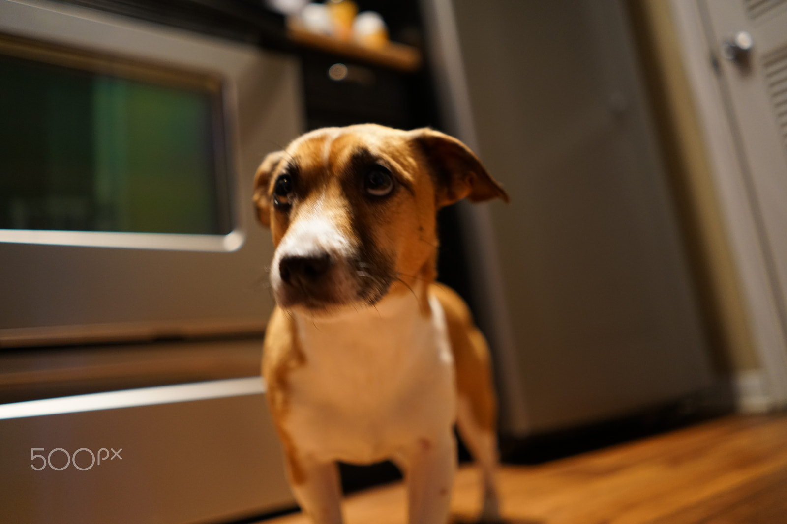 Sony a7R II + Sony FE 28mm F2 sample photo. Cute dogs! photography