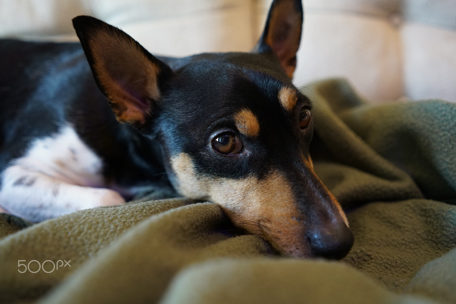 Sony a7R II + Sony FE 28mm F2 sample photo. Cute dogs! photography