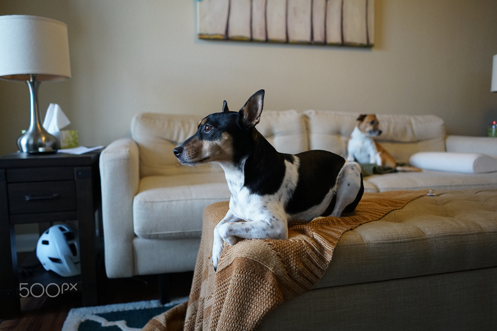 Sony a7R II + Sony FE 28mm F2 sample photo. Cute dogs! photography