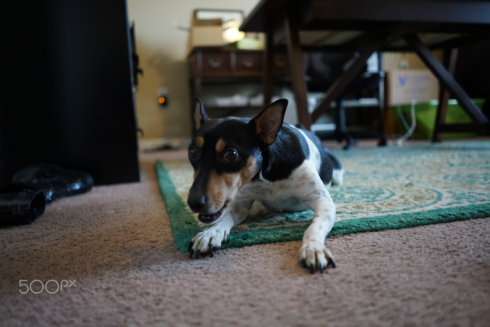 Sony a7R II + Sony FE 28mm F2 sample photo. Cute dogs! photography