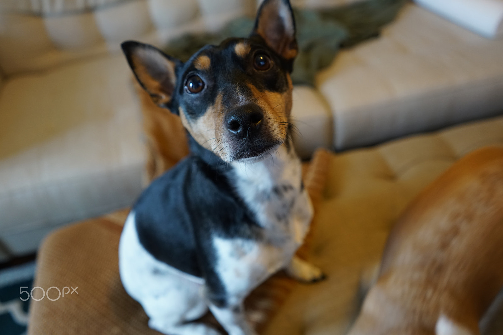 Sony a7R II + Sony FE 28mm F2 sample photo. Cute dogs! photography