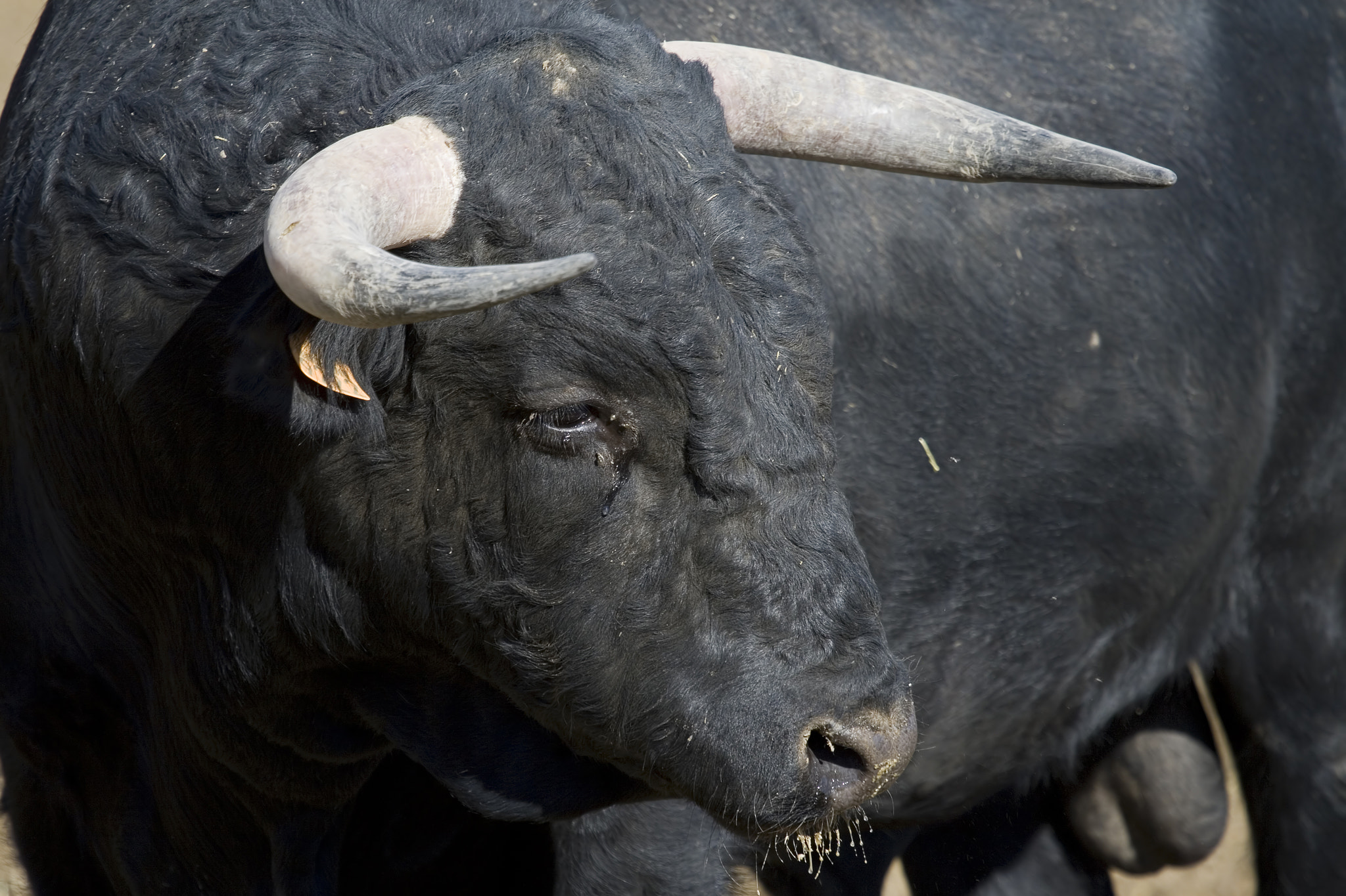 Canon EF 100-400mm F4.5-5.6L IS USM sample photo. Spanish bull photography