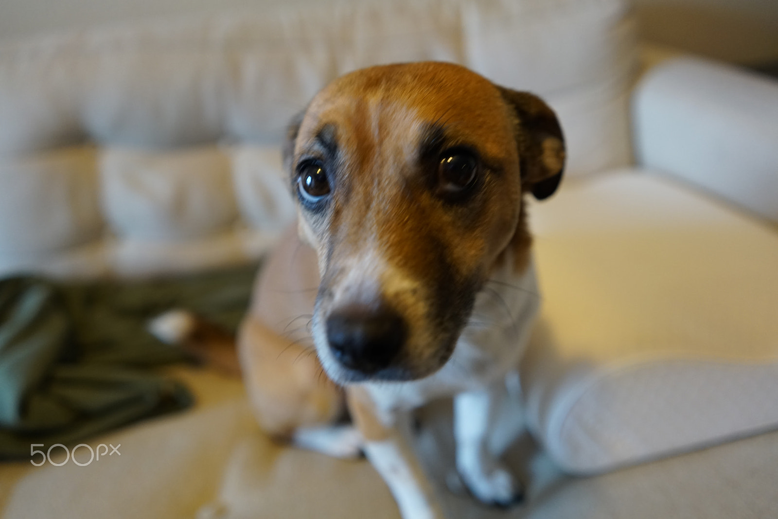 Sony a7R II + Sony FE 28mm F2 sample photo. Cute dogs! photography