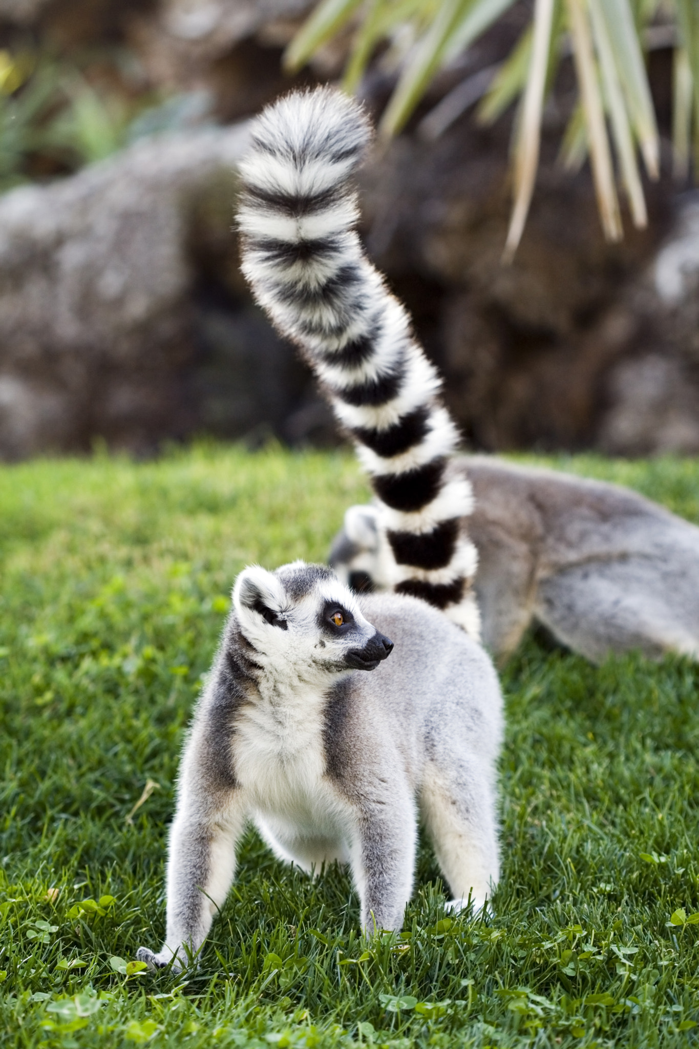 Canon EF 100mm F2.8 Macro USM sample photo. Lemur photography