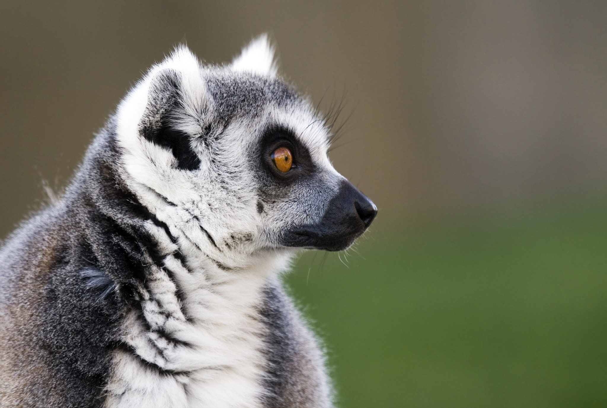 Canon EF 100-400mm F4.5-5.6L IS USM sample photo. Lemur photography