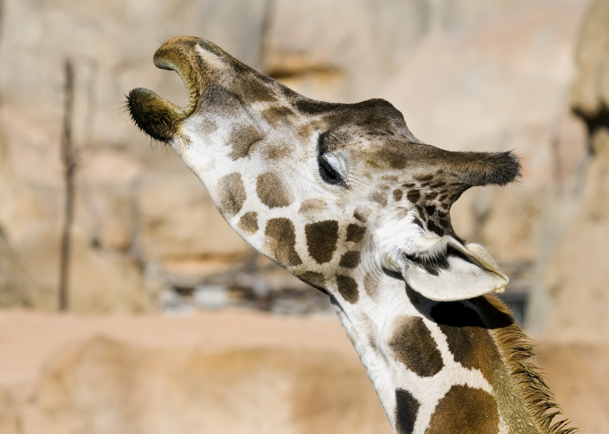 Canon EF 100-400mm F4.5-5.6L IS USM sample photo. Giraffe photography