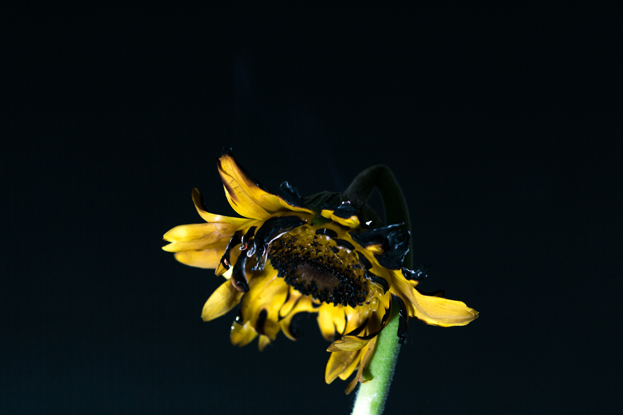 Sony ILCA-77M2 + 90mm F2.8 Macro SSM sample photo. Dsc01913.jpg photography