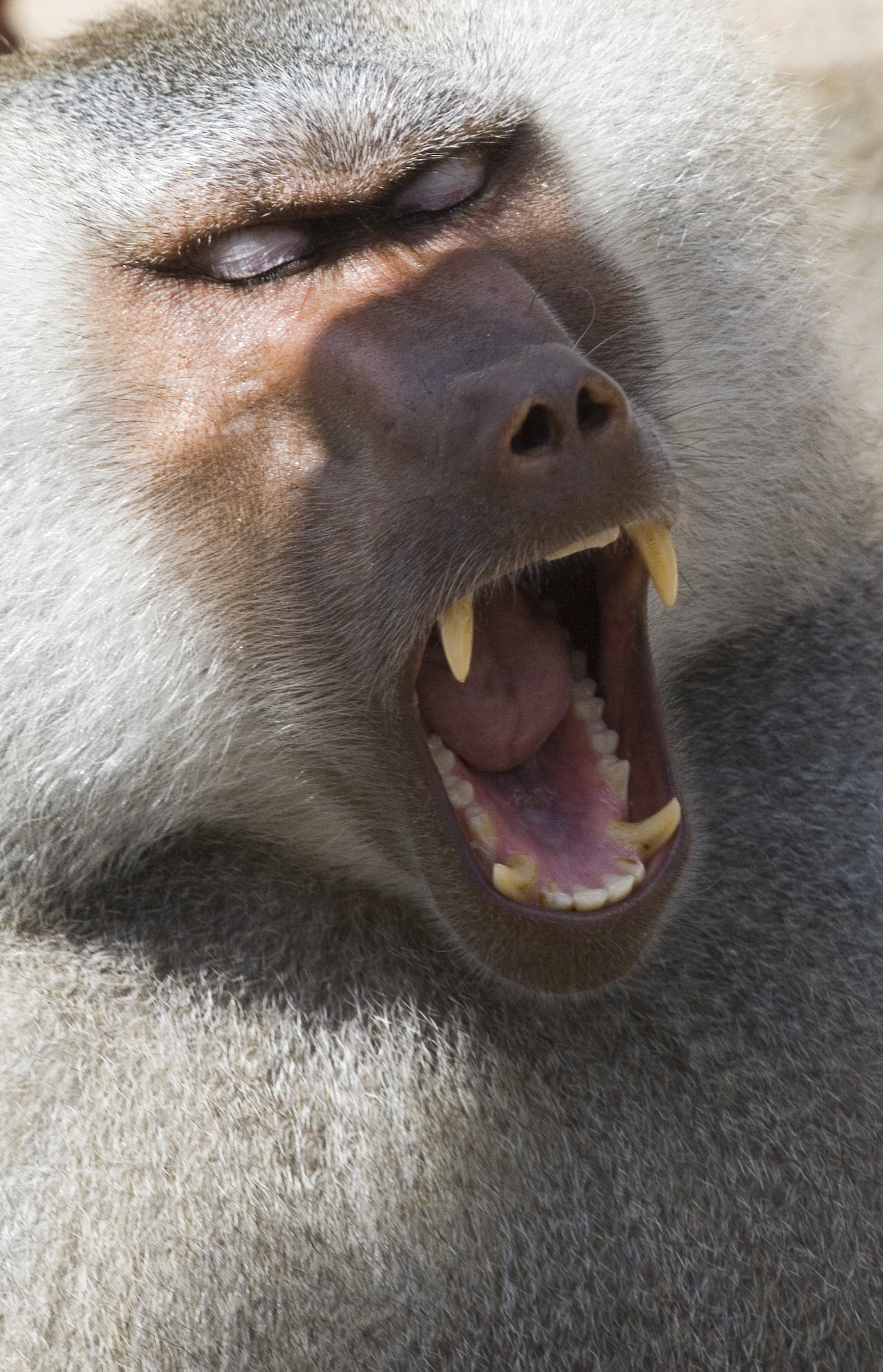 Canon EF 100-400mm F4.5-5.6L IS USM sample photo. Primate photography