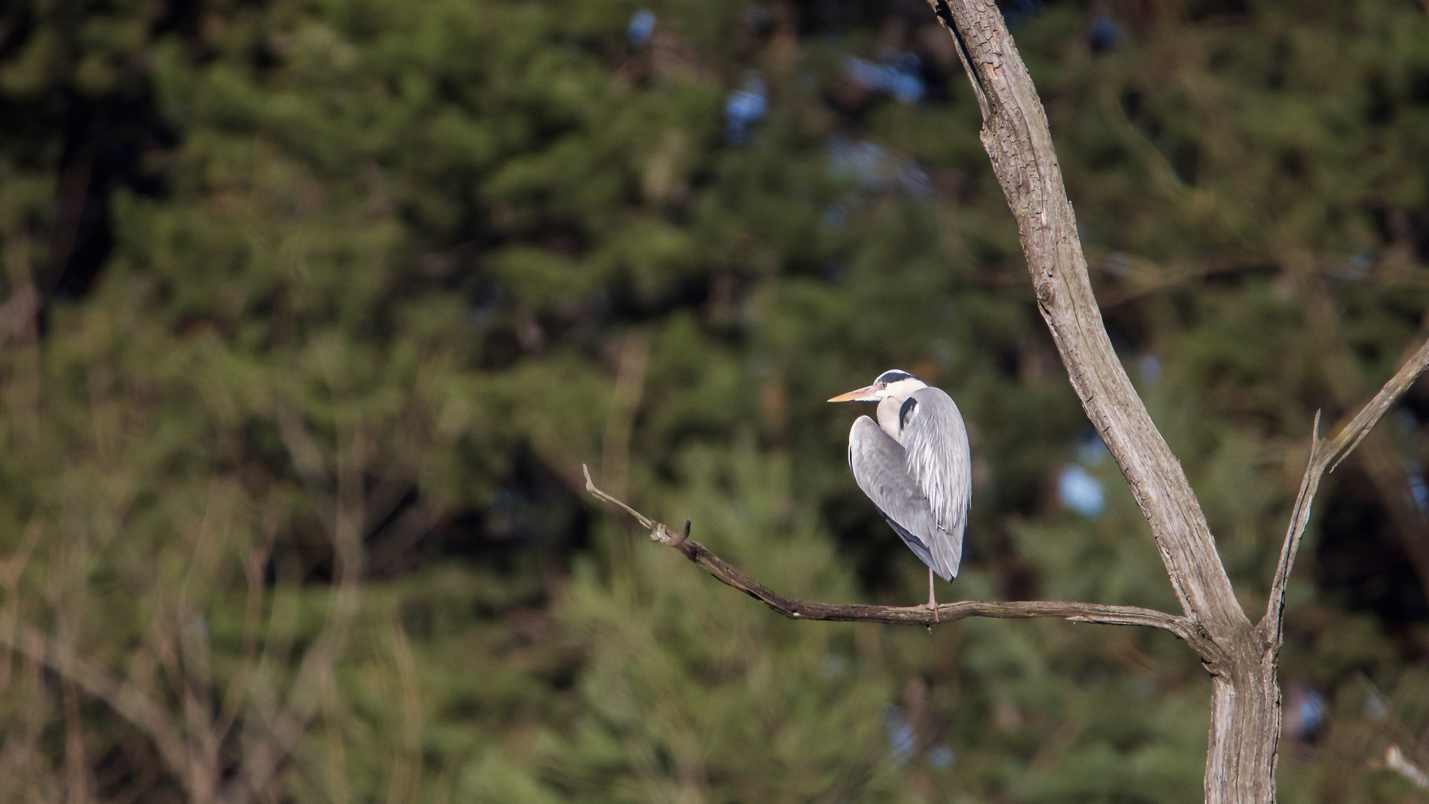Tamron SP 150-600mm F5-6.3 Di VC USD sample photo. Img_4752.jpg photography