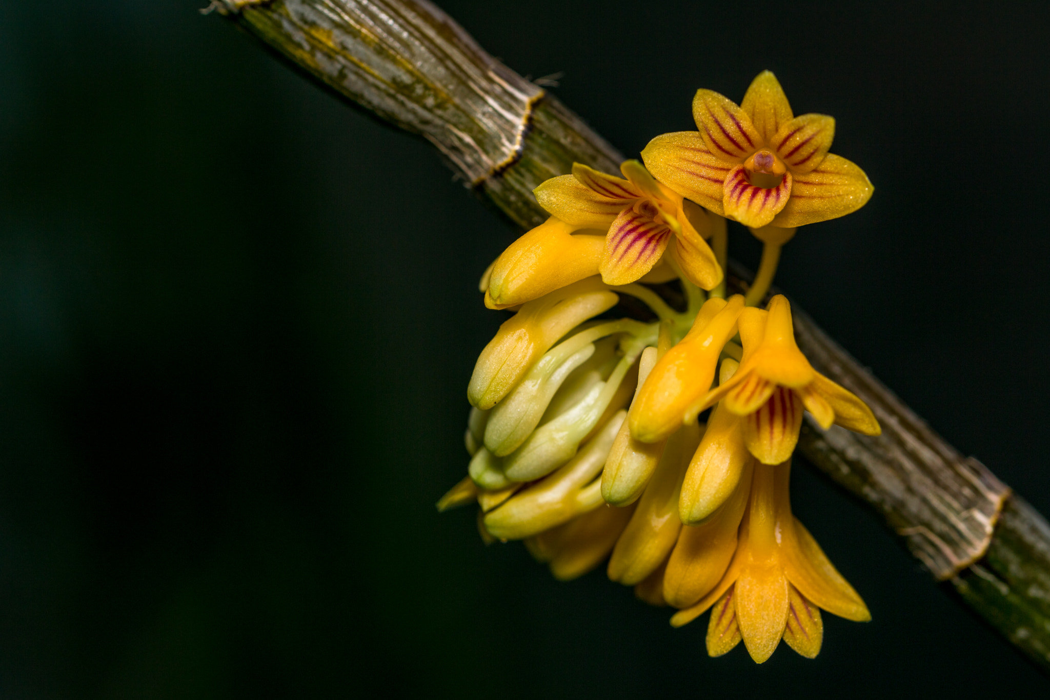 Sony ILCA-77M2 + 90mm F2.8 Macro SSM sample photo. Dsc01204-2.jpg photography