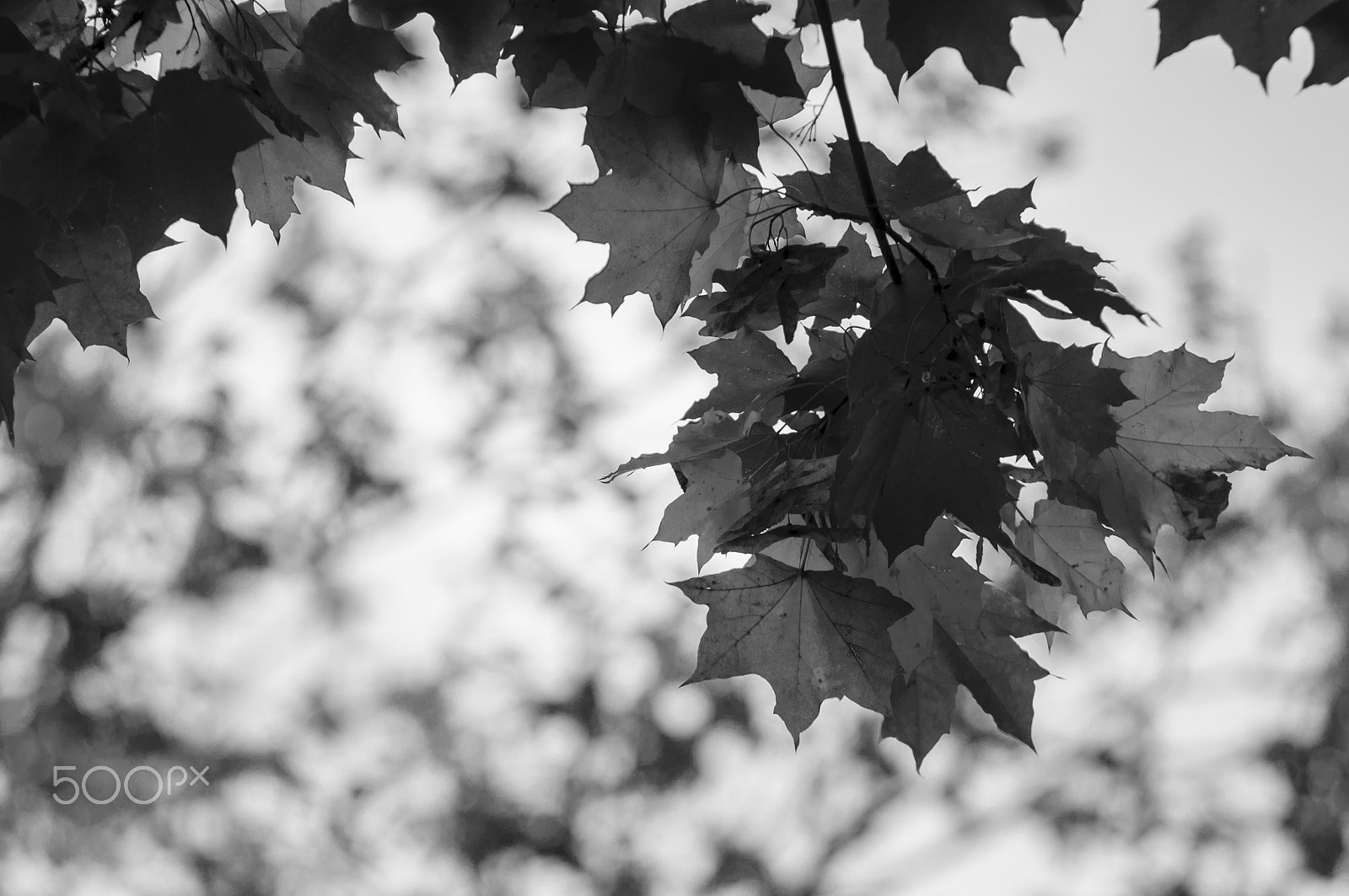 AF Zoom-Nikkor 80-200mm f/2.8 ED sample photo. About fall photography