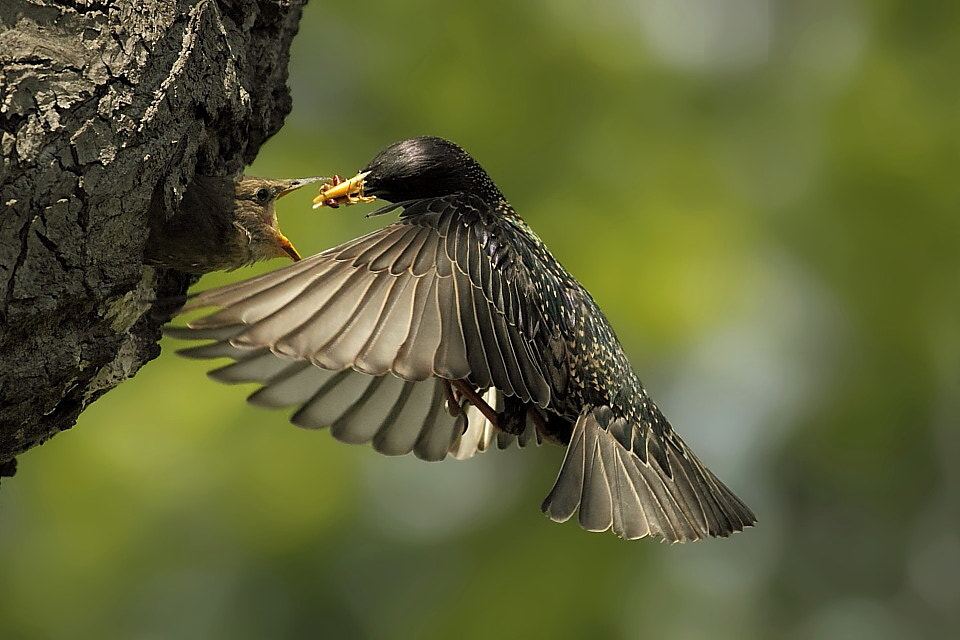 Canon EOS 50D + Canon EF 400mm F5.6L USM sample photo. Starling photography