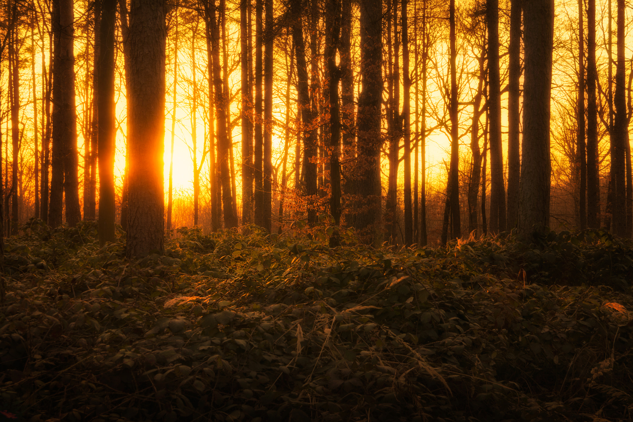 Nikon D7100 + Sigma 18-50mm F2.8 EX DC sample photo. Bathing in light photography