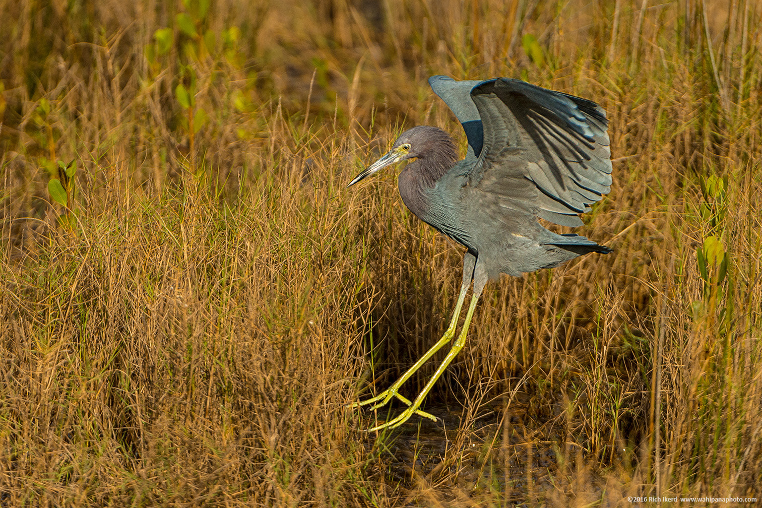 Nikon AF-S Nikkor 200-400mm F4G ED-IF VR sample photo. Little blue heron photography