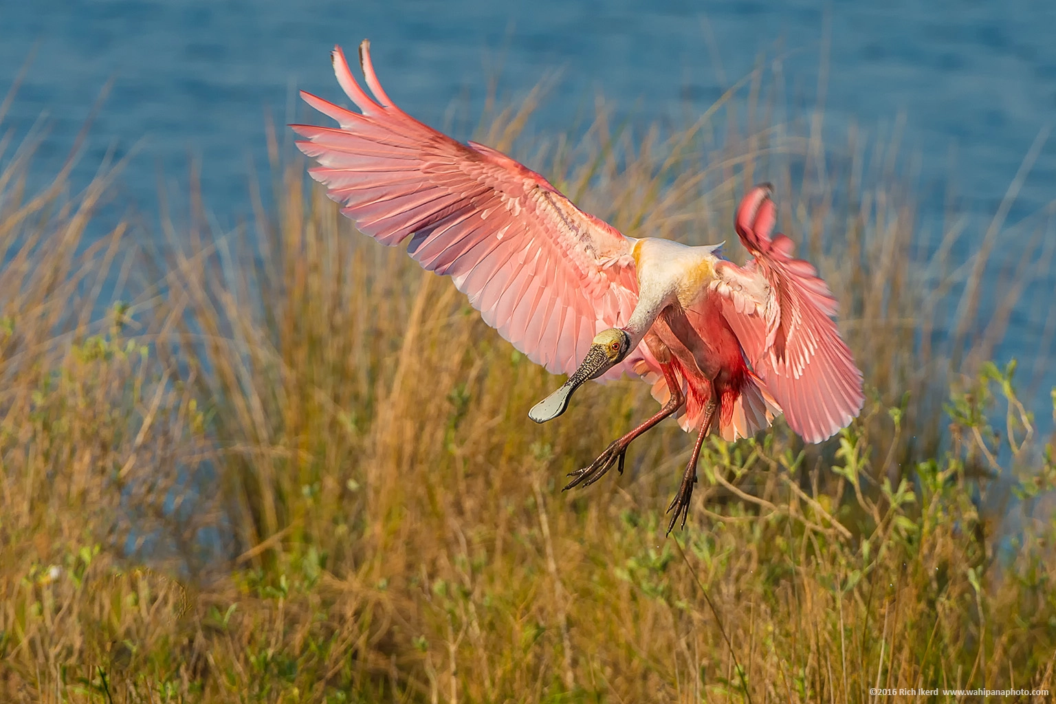 Nikon D800E + Nikon AF-S Nikkor 200-400mm F4G ED-IF VR sample photo. Roseatte spoonbill on approach photography