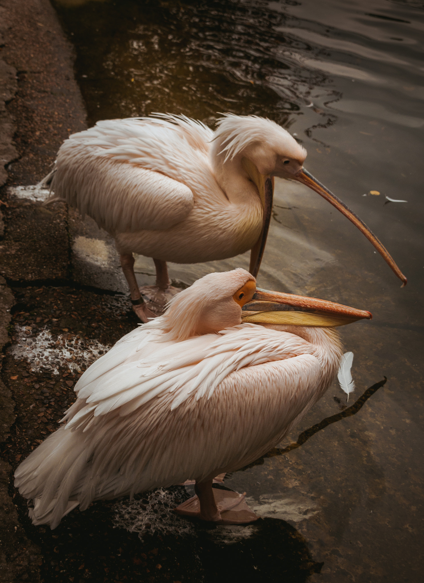 Sigma 18-200mm f/3.5-6.3 DC OS sample photo. Pelicans photography